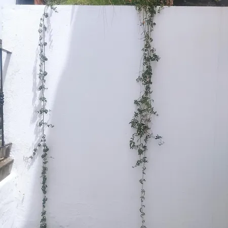 * Estudio Orobanca Santa Brígida